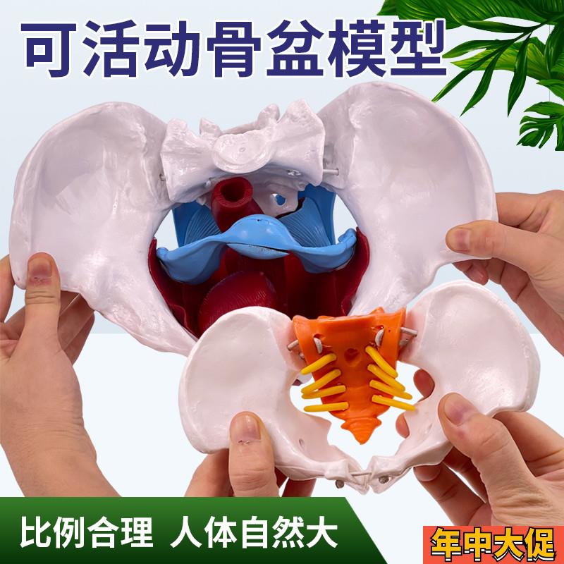 可活动女性骨盆模型人体动态解剖盆底肌教学腰椎产后康.复培训骨