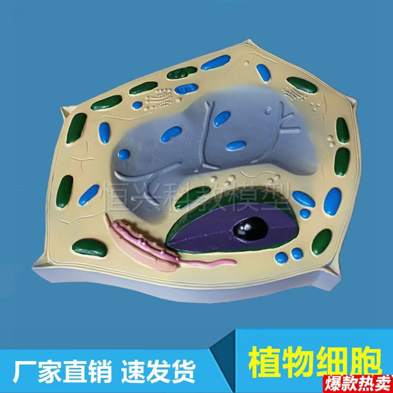 植物细胞模型生物教学实验器材高S中生物仪器演示叶绿体液泡细胞