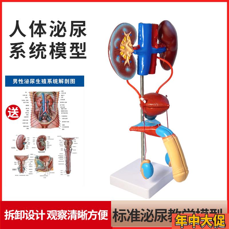 男性女性泌尿生殖系统模型肾脏解剖模具K膀胱输尿管结构造立体教