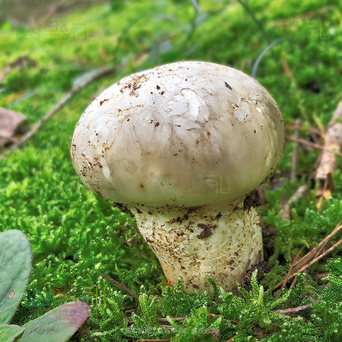 云南新鲜野生菌老人头菌