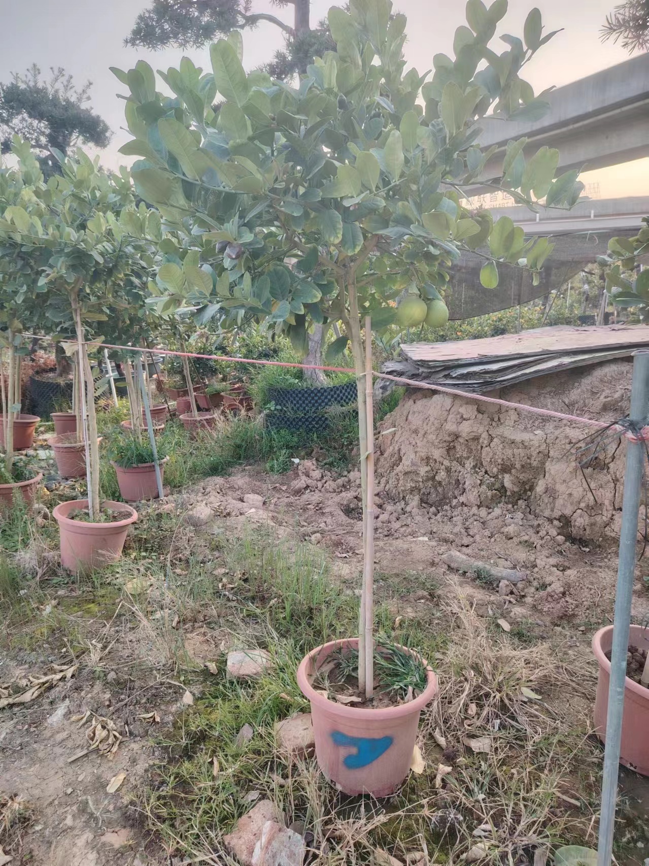 精修香水柠檬棒棒糖造型棵盆栽客厅阳台楼顶四季开花结果