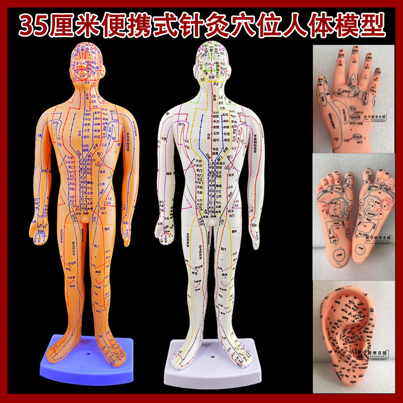 彩色便携款针灸人体穴位模型人扎针练习J皮肤小铜人手脚部耳朵穴
