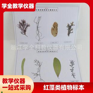 藻类标本浸泡标本中学科普教具幼儿园教J学探究实验教学标本厂家