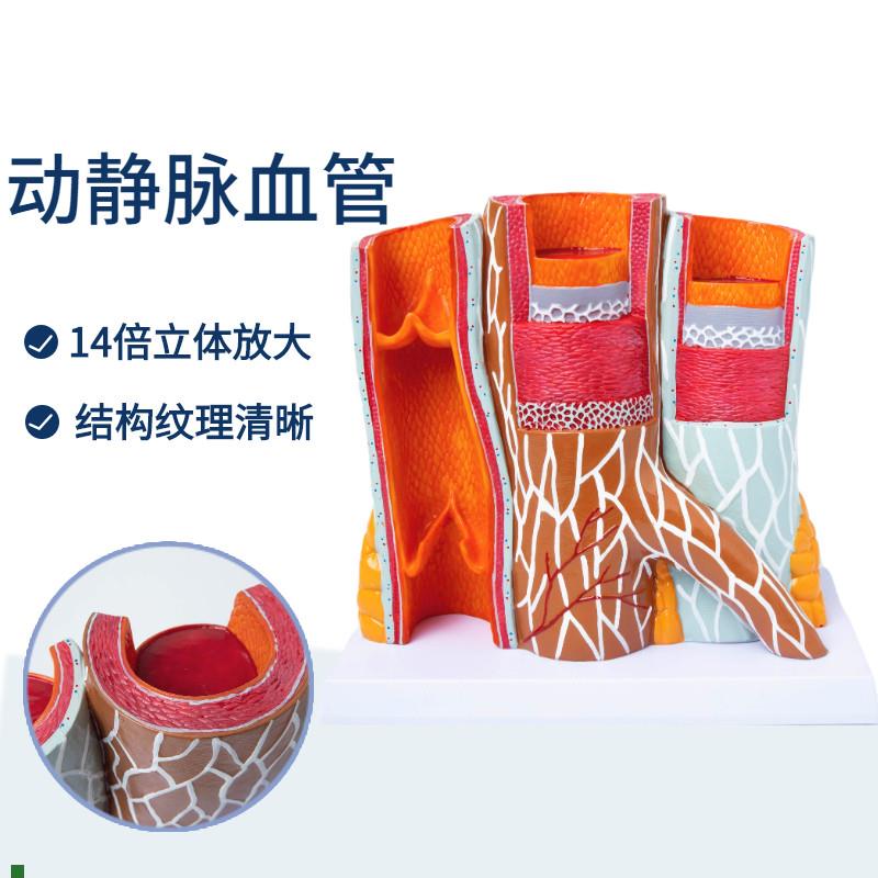 人体动静脉血管模型器官解剖放大层次结O构演示教学医院学校
