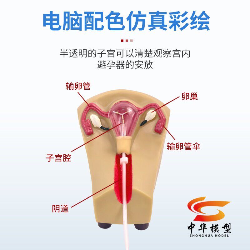 女性生殖器模型 宫颈子宫外阴道卵巢 妇科检M查避孕教学1比1软硅