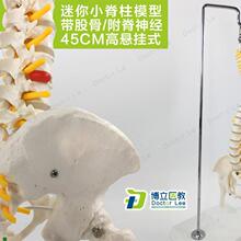 教学45CM迷你人体小脊柱带x骨盆股骨模型带神经骨架脊柱脊椎模型