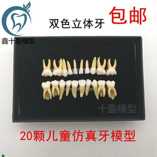 20颗双色乳牙有牙根开髓离体牙模型儿童全口M标准牙齿模型M7020