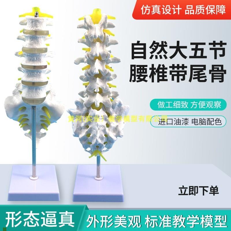 人体尾椎骨腰椎骨马尾神w经模型人骨模型人体模型脊椎骨模型