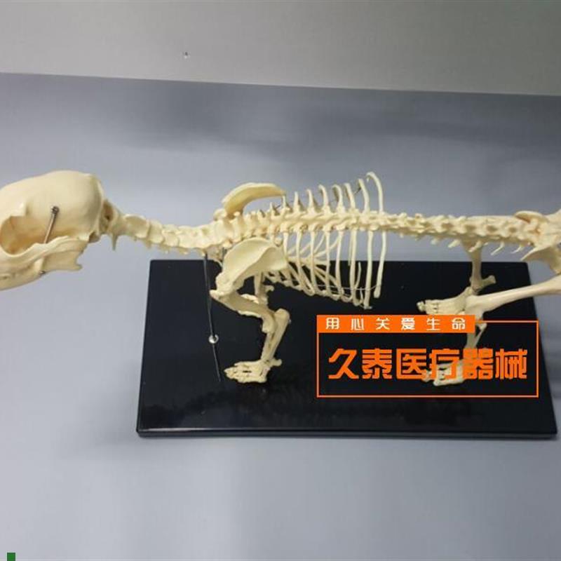 骨科器械狗骨骼标本模型宠物动物狗猫I犬教学骨架骨头骨骼模型