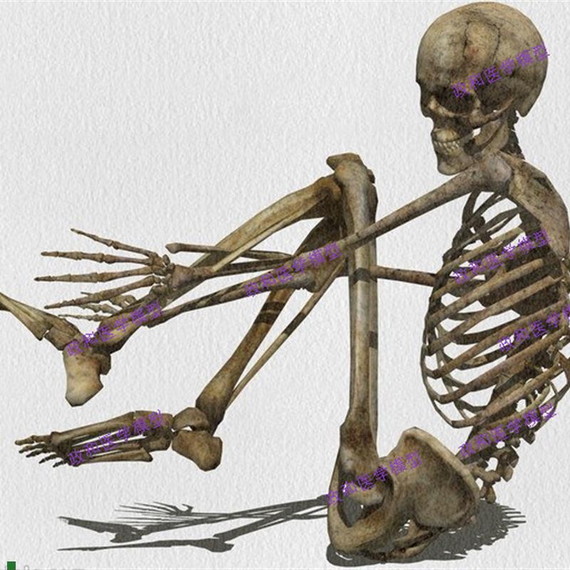 高度逼真美术医用艺用超标准的170cm人体大骨骼T模型骷髅骨架标本