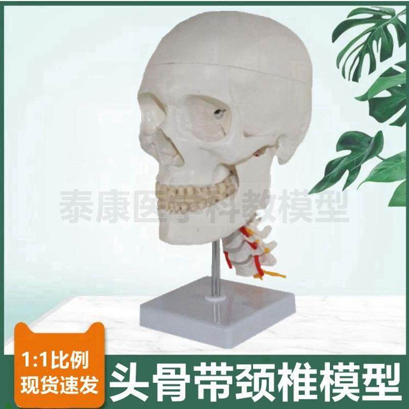 人体头骨模型颅骨结构口t腔牙齿下颌骨枕骨颈椎血管神经素描医用