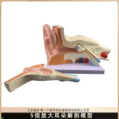 耳朵模型人耳解剖采耳教学培训耳鼻喉科教学展Q示内耳结构医学模