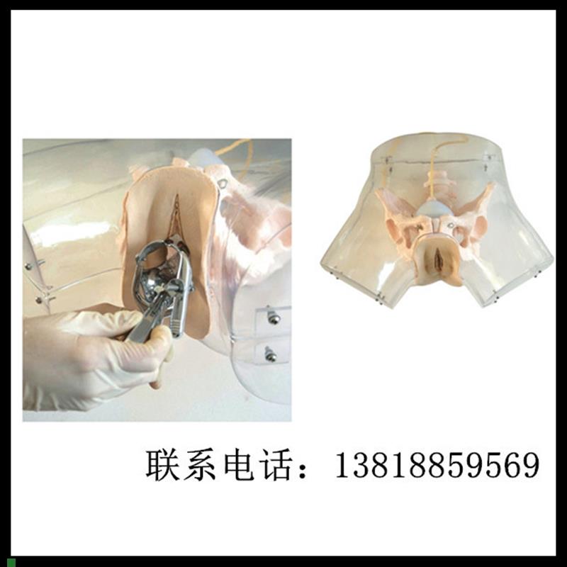 高级透明刮宫模型人流刮宫训练模型计划生育模具妇产Z科教学模型