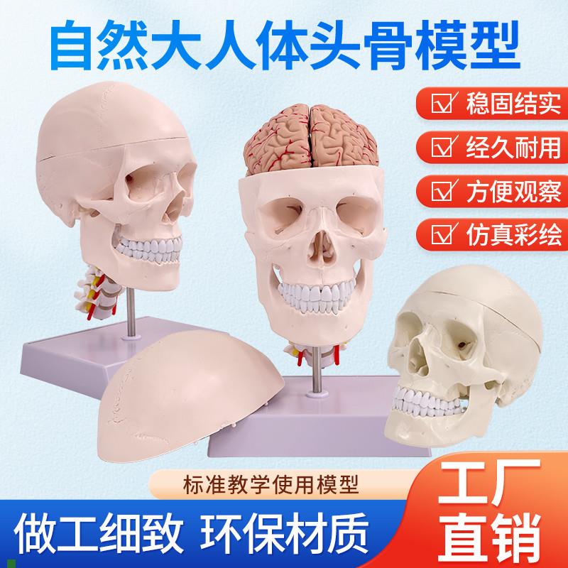 成人11医学仿真人体头骨模型头D颅骨解剖白色头骨带颈椎脑解剖