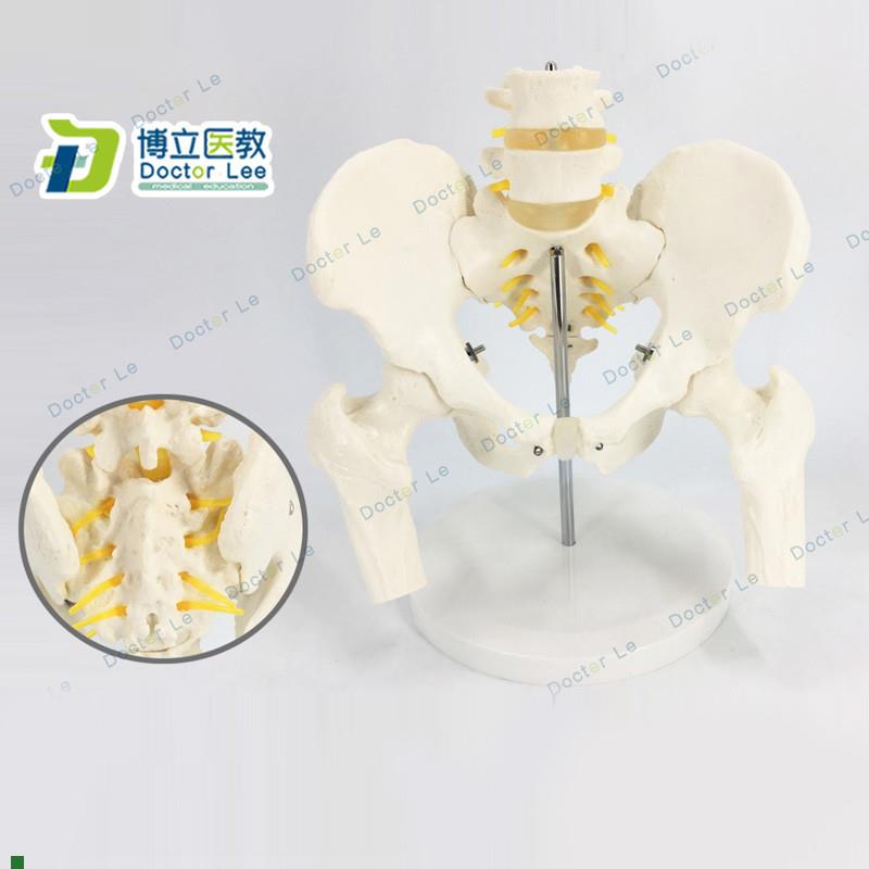 医学人体骨盆附j腰椎股骨头模型骨科1:1骨骼模型骨盆骨科