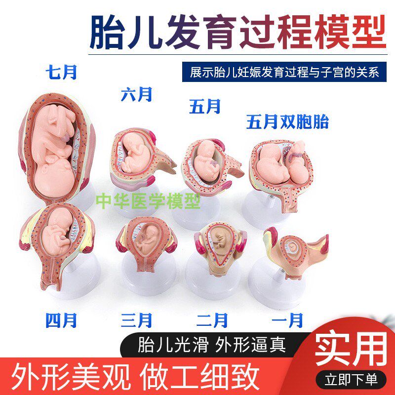 人体胚胎发育模型 妊娠胚胎发育过程 I7月胎儿5月双胞胎模型教学