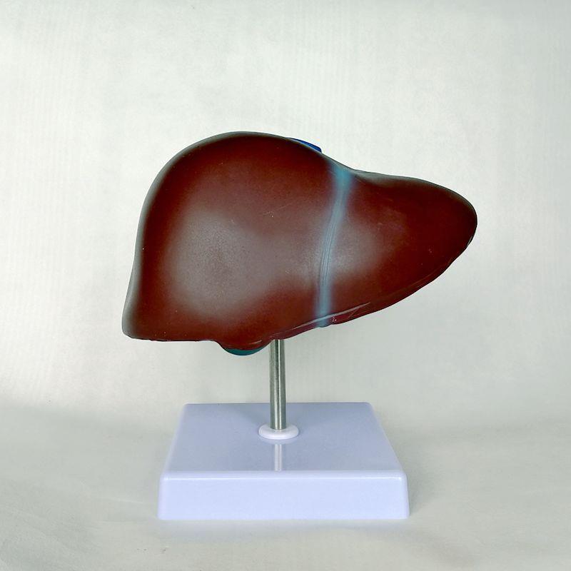 1:1肝脏模型肝胆管血管分布消化内脏I医用解剖教具仿真塑胶器标本