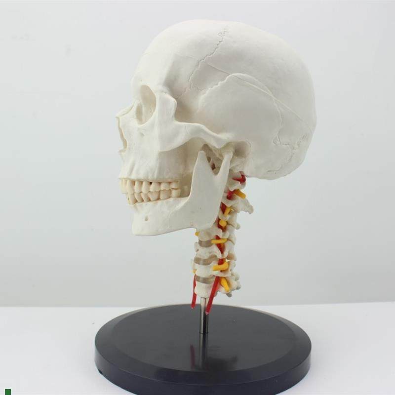 颐诺正品人体头骨m颅骨带颈椎模型枕骨颅骨模型骨科医患沟通