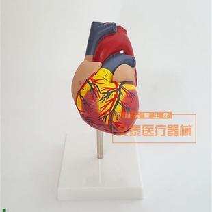 正品人体心脏模型医n学心血管内科心脏介入解剖教学冠状动脉