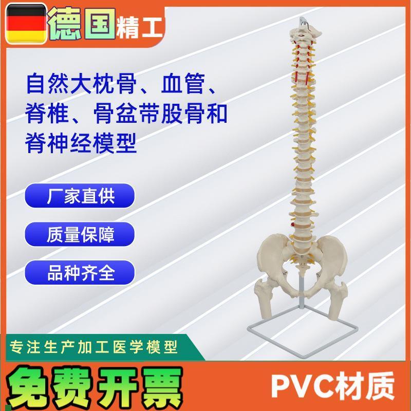 自然大枕骨血管脊椎骨盆带股骨和脊神N经模型人体骨骼模型