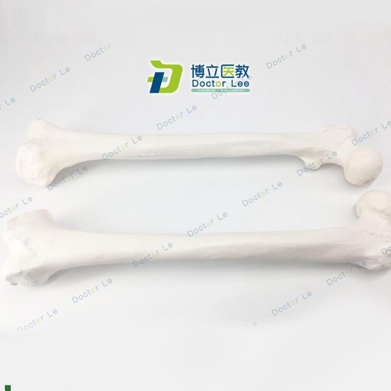 实操股骨模型大腿骨医用教学器y材肱骨模具骨科手术四肢骨散骨模