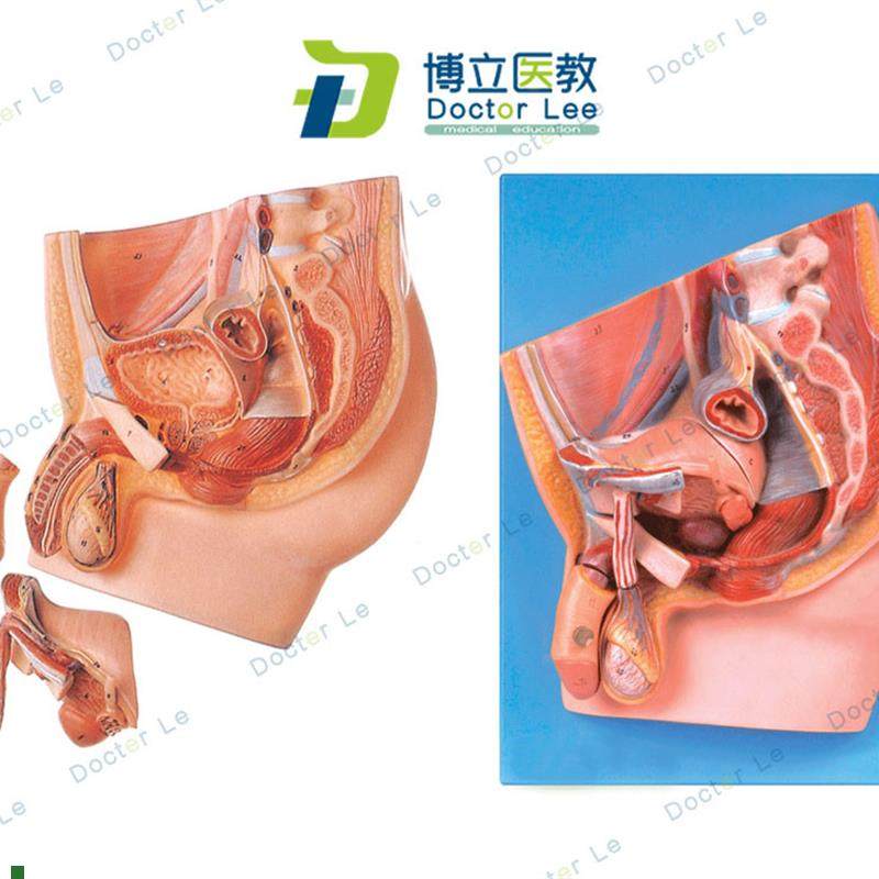 男性盆腔正中矢状切n面人体解剖模型生殖泌尿系统健康计划生育