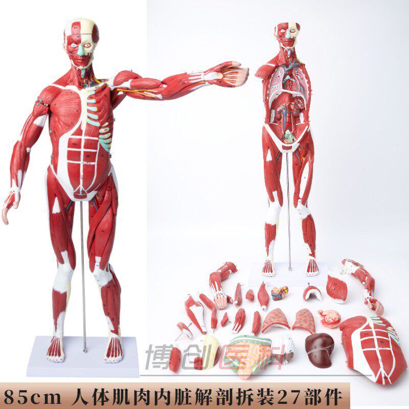 人体肌肉模型可拆卸人模型全身肌肉解I剖骨骼艺用肌肉起止点医用