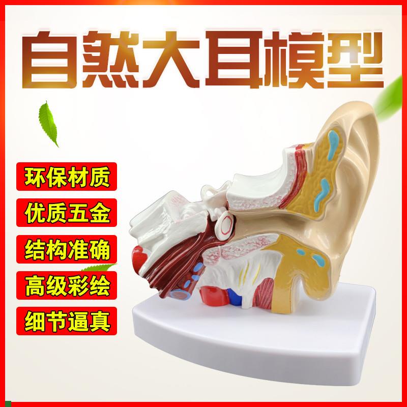 耳模型桌上型f耳解剖模型外中内耳部听觉系统器官耳朵构造教学医