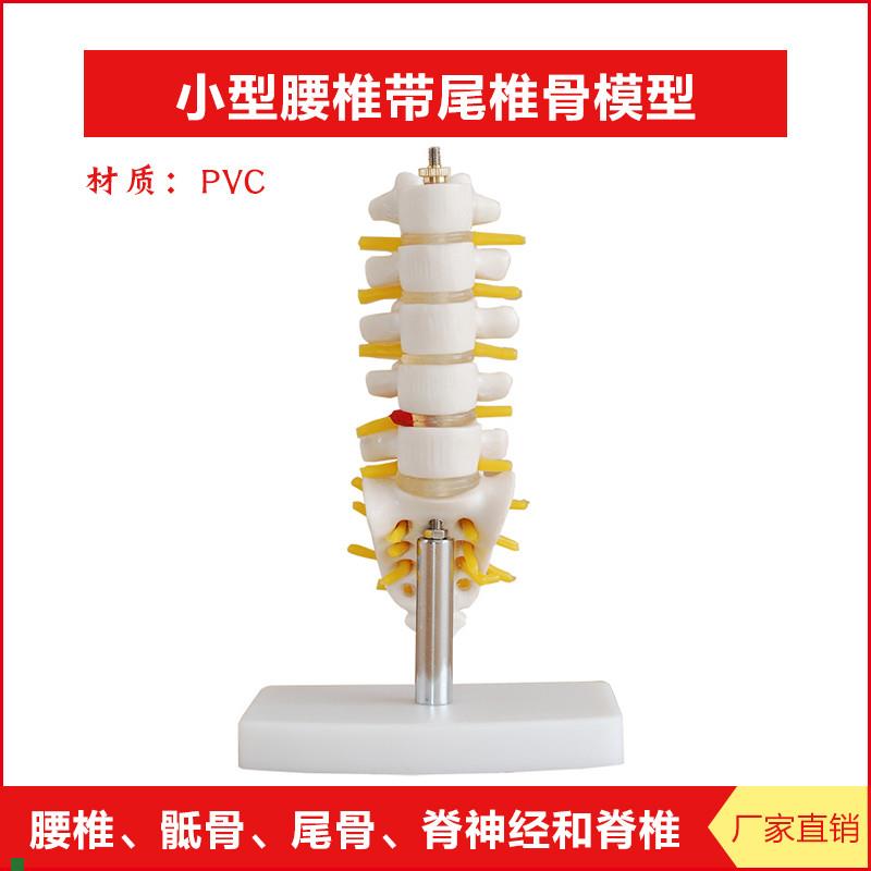 自然大骨盆带五j节腰椎模型腰椎带尾椎骨模型解剖骨骼神经构造