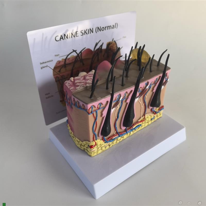 狗皮肤解剖e模型犬科真皮宠物病态皮肤教具兽医教学动物模型