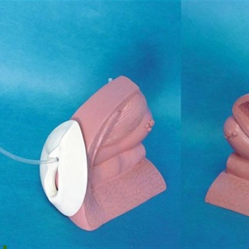 女性导尿演示模型泌尿系统计生医用W教学人体模型