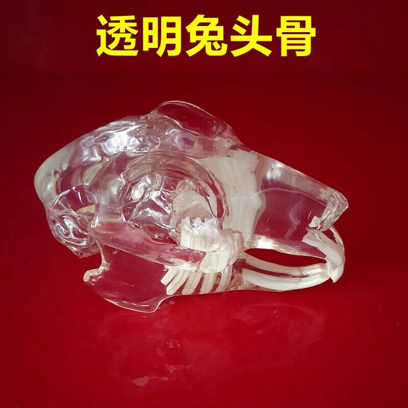 兔牙齿模型透明头骨倒模彷真动物猫牙犬牙骨宠物医V生兽医口腔饰