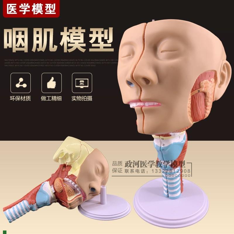 咽肌模型喉解剖模型咽喉模型口鼻I模型舌肌解剖头模型矢状