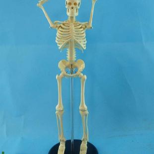 包邮新版45cm人体骨骼u模型人体骷髅骨架模型医用人体标本模型