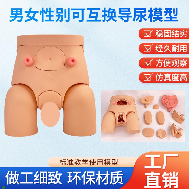 导尿模具高e级男女可互换内外生殖器导尿模型导尿直观练习模具
