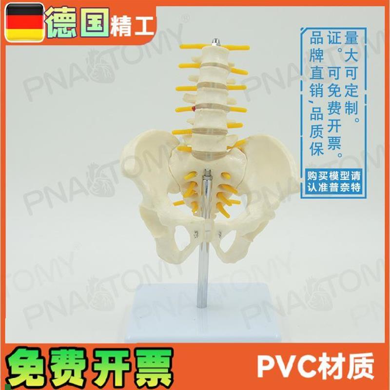 小型5节腰椎带骨盆脊神经骨骼A模型教学妇产科骨科疼痛科标本