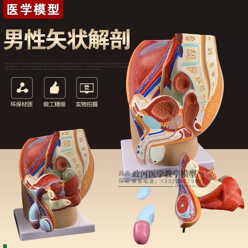 男性盆腔正中矢状k切面模型3件/男性矢状解剖模型/男性生殖器解剖