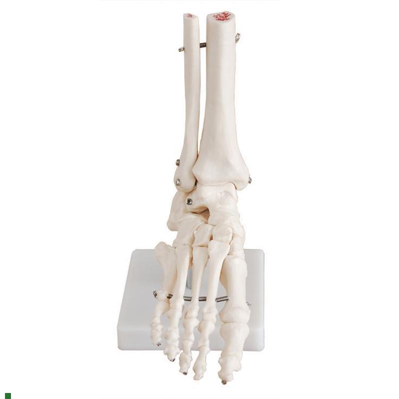 自然大脚b关节模型脚部骨骼模型脚部关节展示模型医学模型