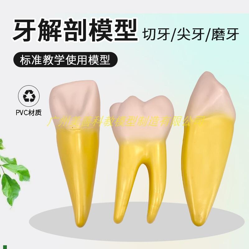 人体牙齿模型磨牙切牙尖牙放大解剖2部件牙齿结构W牙模幼儿教具