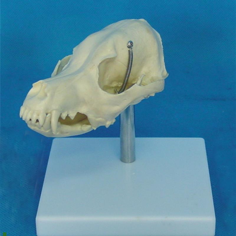 狗头骨模型d动物骨骼兽医教学医用模型犬科教学宠物模型畜牧包邮