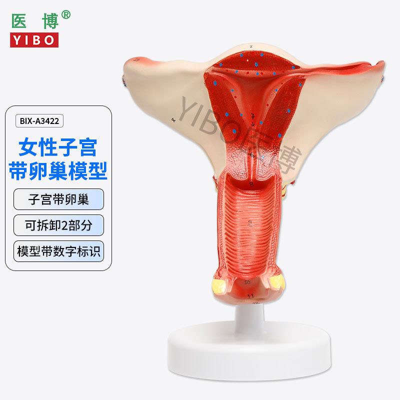 医博BIX-A3422正常子宫模型女性子宫模型医用教具女性内M外生殖器