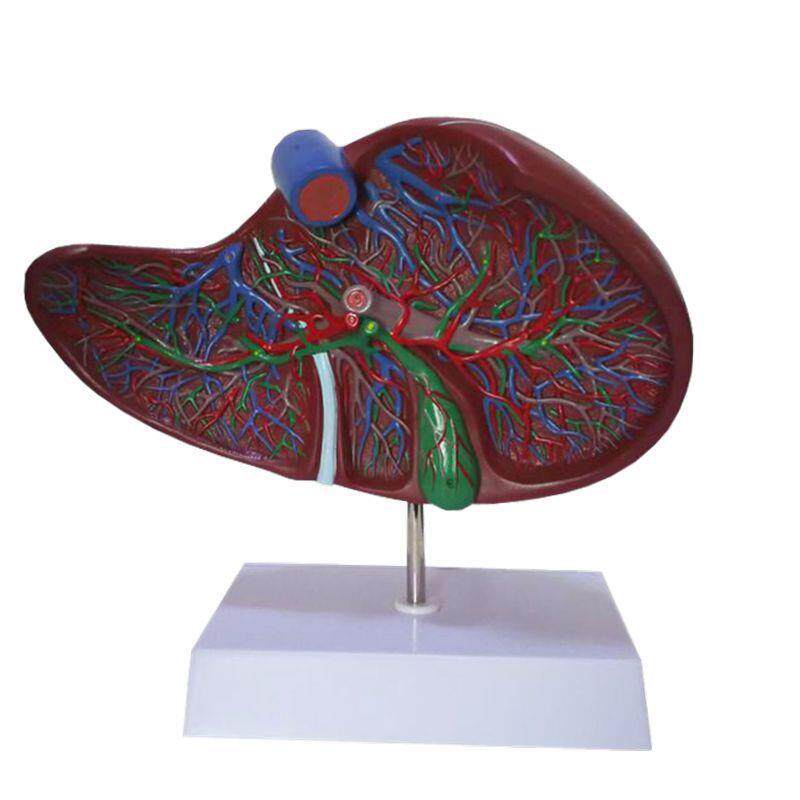 康泰医学模型人h体肝脏胆总管门静脉血管肝叶分段韧带解剖教学模