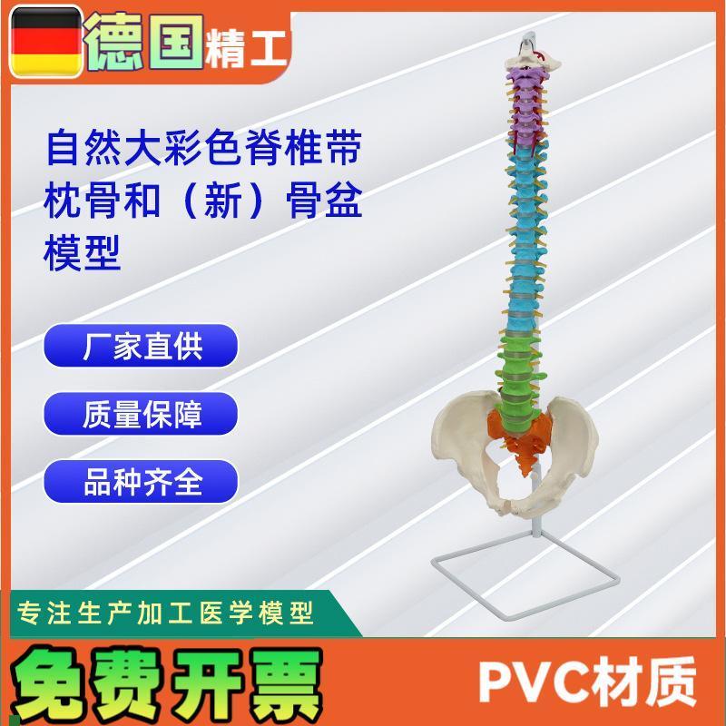 自然大彩色脊j椎带枕骨和新骨盆模型教学模型