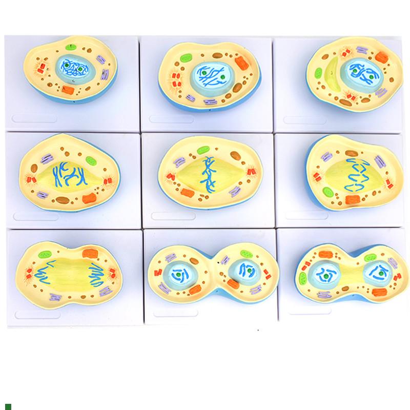 ENOVO颐诺细胞有丝分裂模型9部件核模核仁染色体细胞X质纺锤丝细