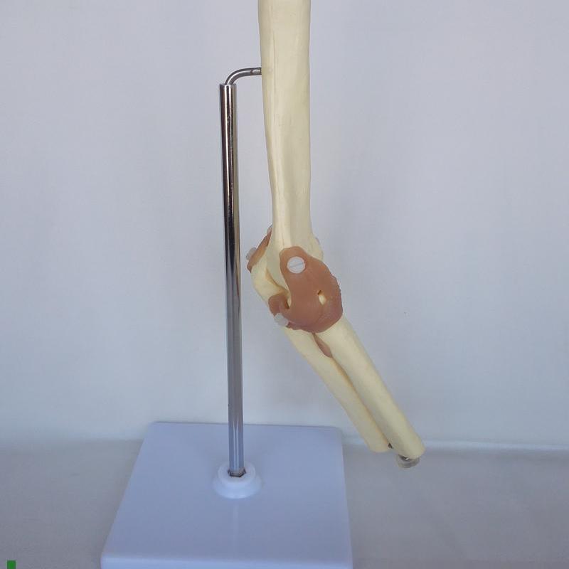 成人肘关节功能模型骨骼骨架人体医用教学讲解桡Z骨尺骨肱骨