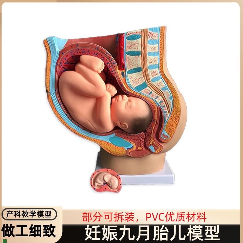 胎儿模型女性九月子宫生殖教育科普解剖妇O产科模具盆腔发育怀孕