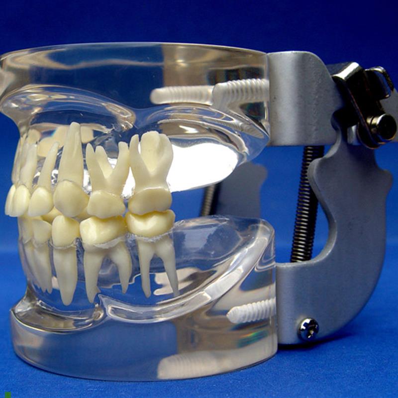 ENOVO颐g诺儿童乳牙列模型儿童口腔教学展示模型牙科牙齿模型口腔