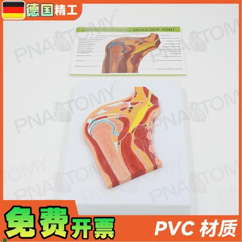 德国人体肩关节骨骼肌o肉剖面球窝关节切面MRI关节构造模型骨科疼