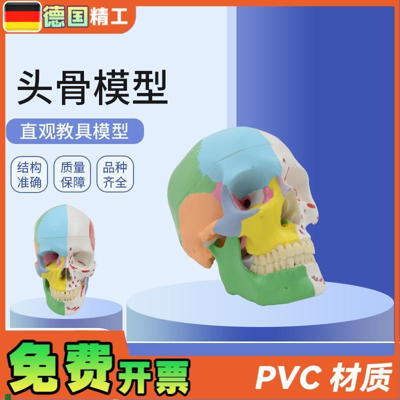 德国】美术医学艺用头骨模型标准彩色H分区骷髅头头骨可拆解头骨