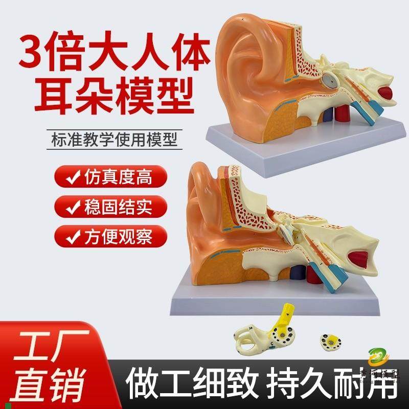 耳解剖模型人体耳朵模型3倍放大中耳模J型人体器官解剖助听器展示